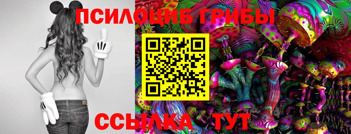 Псилоцибиновые грибы Psilocybe Зеленогорск